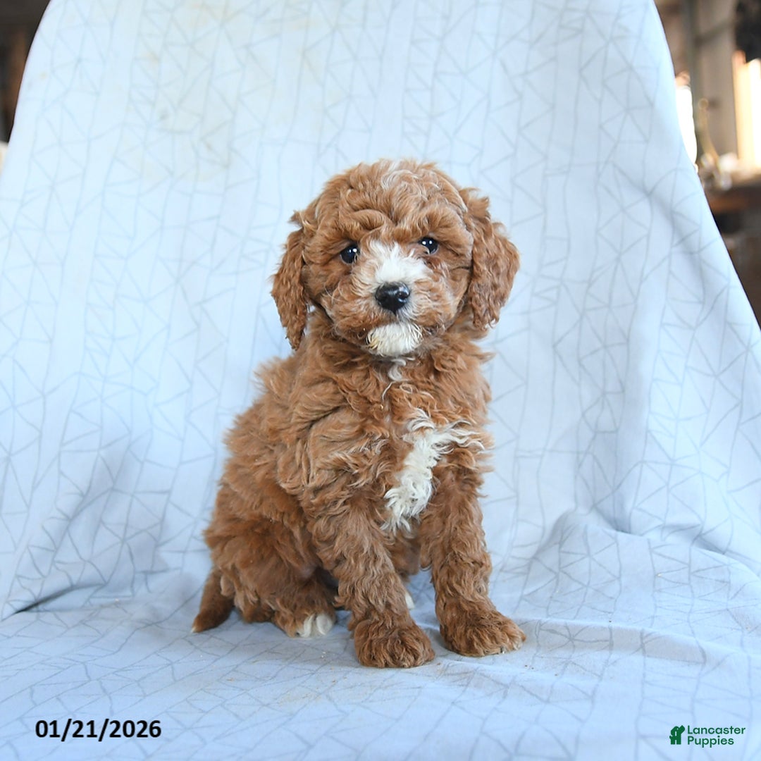 Cavapoo dogs for sale: Timber - Ad 3