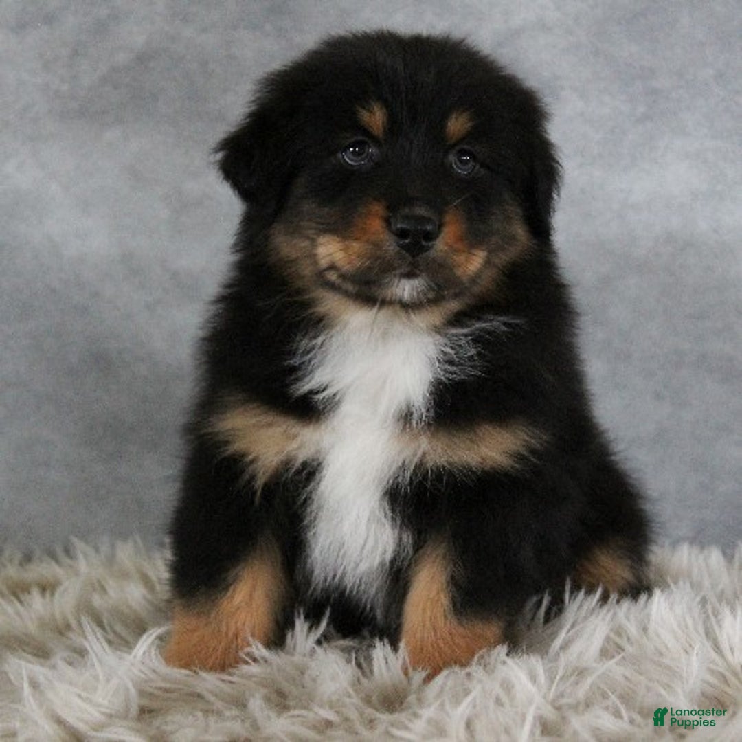 Australian Shepherd dogs for sale: Thomas - Ad 1