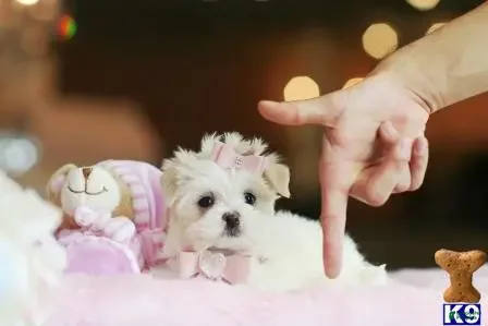 Maltese dogs Maltese 2 - Ad 2