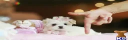 Maltese dogs for sale: Maltese 2 - Ad 2