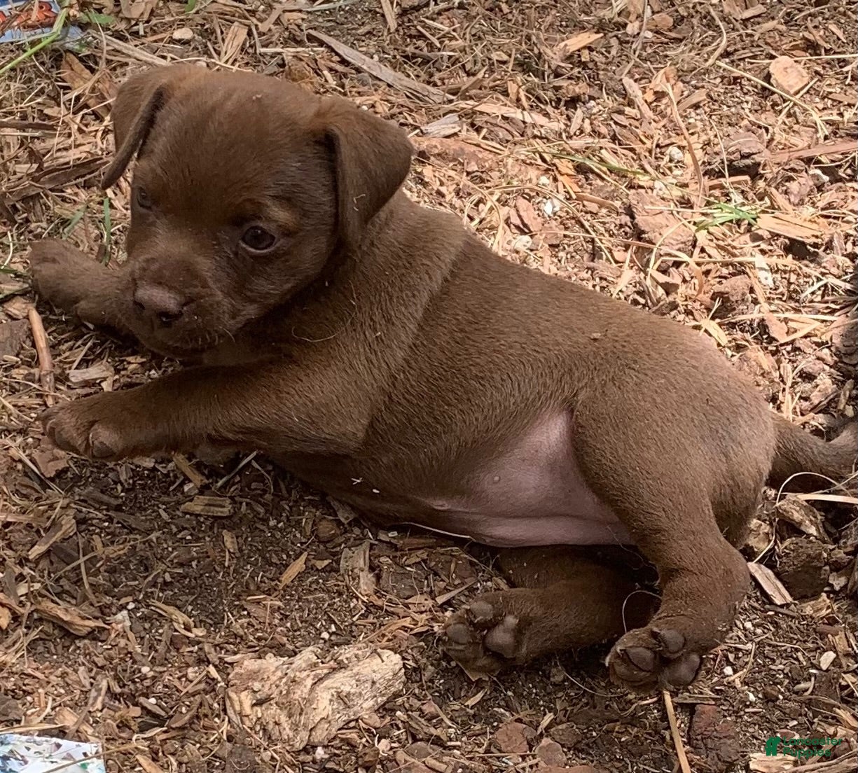 Patterdale Terrier dogs for sale: Patterdale Terrier 3 - Ad 2