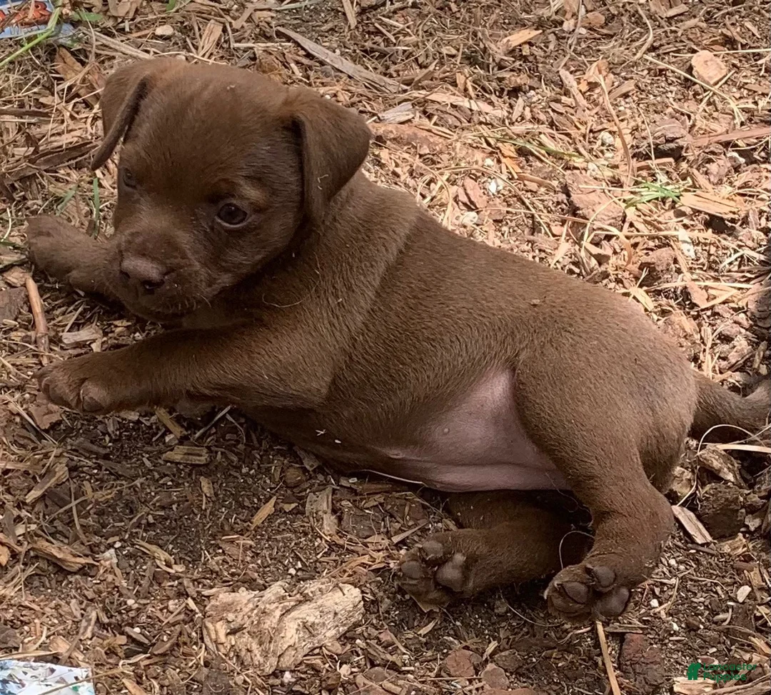 Patterdale Terrier dogs for sale: Patterdale Terrier 3 - Ad 1