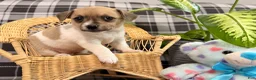 Jack Russell Terrier dogs for sale: Ketura - Ad 3
