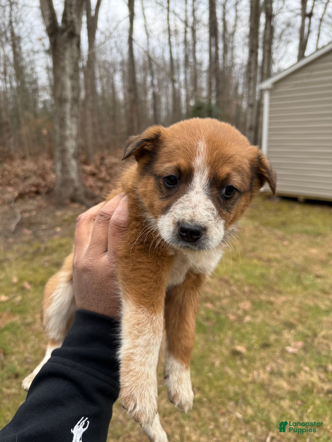 Australian Cattle Dog dogs for sale: Australian Cattle Dog Puppy 1 - Ad 2