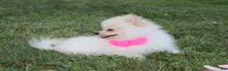 Pomeranian dogs for sale: Ruby - Ad 7