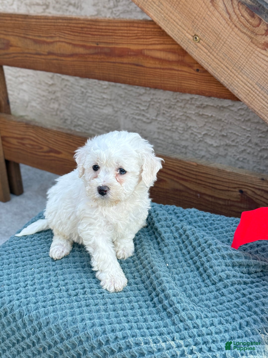 Bichpoo dogs for sale: Angel - Ad 5