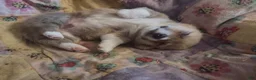 Welsh Corgi Pembroke dogs for sale: Black collar  - Ad 7