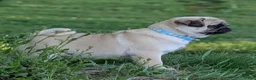 Pug dogs for sale: Rover - Ad 3