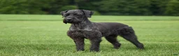 Giant Schnauzer dogs for sale: Olivia - Ad 8
