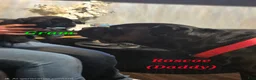 Cane Corso dogs for sale: Gram - Ad 5