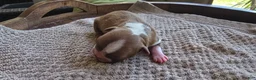 Boston Terrier dogs for sale: Boston Terrier Puppy 4 - Ad 6