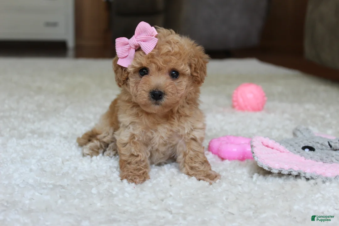 Bichpoo dogs for sale: Lexy - Ad 1
