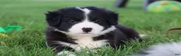Border Collie dogs for sale: Hayes - Ad 8
