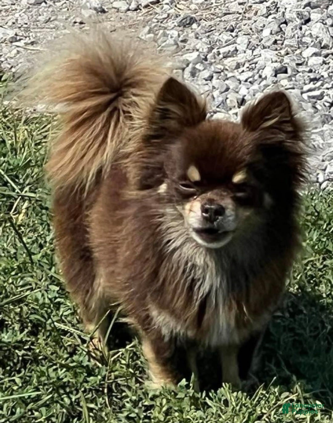 Chihuahua dogs for sale: Bella   2  AKC Long Coat Female Chihuahuas   - Ad 7