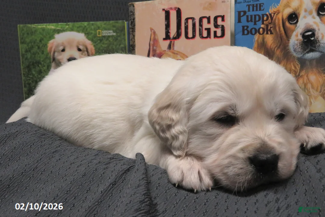 Golden Retriever dogs for sale: Barney - Ad 6