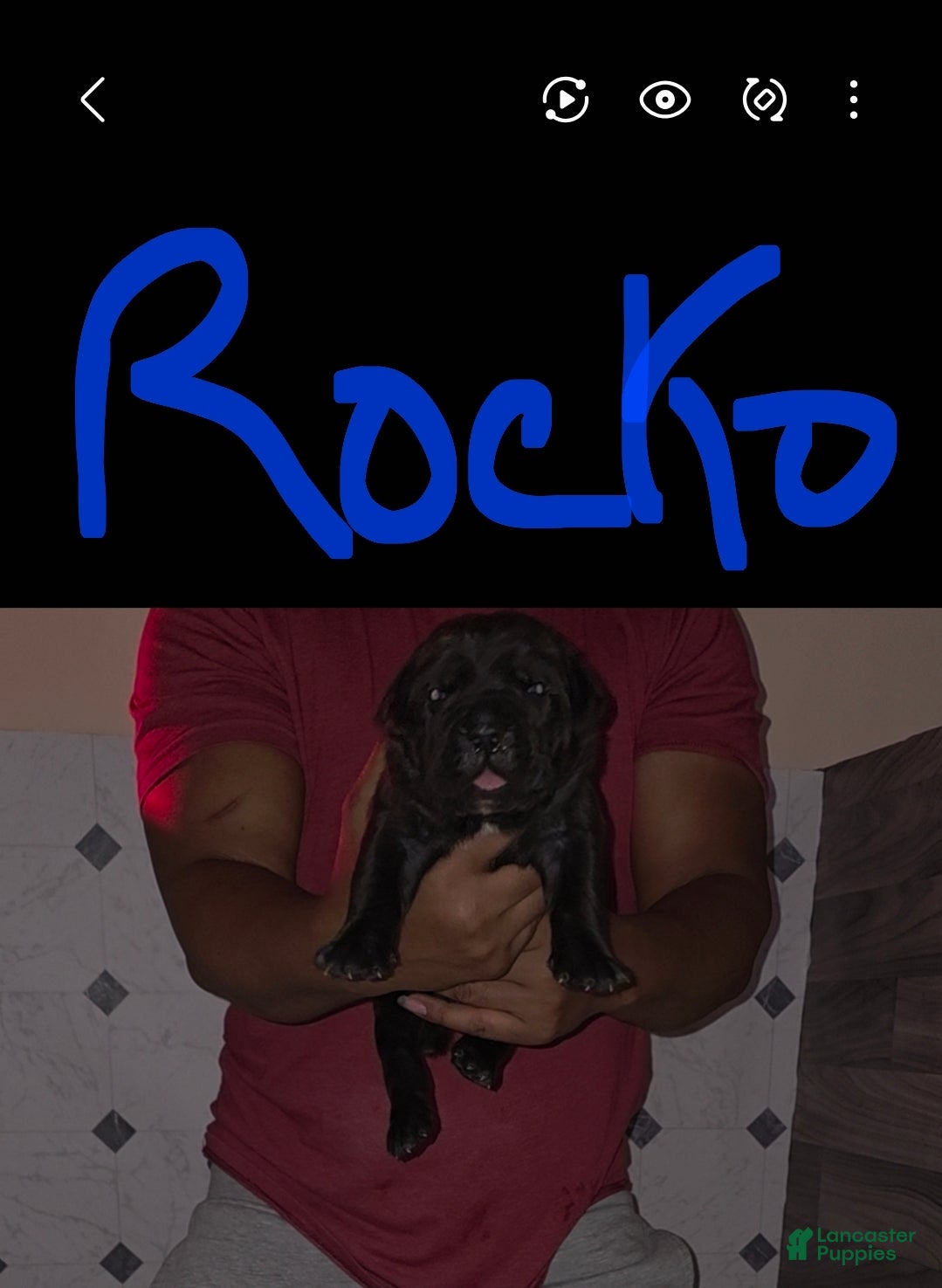 Cane Corso dogs for sale: Rocko - Ad 1