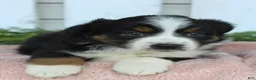 Miniature Australian Shepherd dogs for sale: Miniature Australian Shepherd 2 - Ad 3