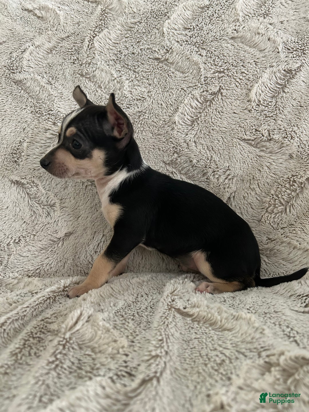 Chihuahua dogs for sale: Rosie - Ad 5
