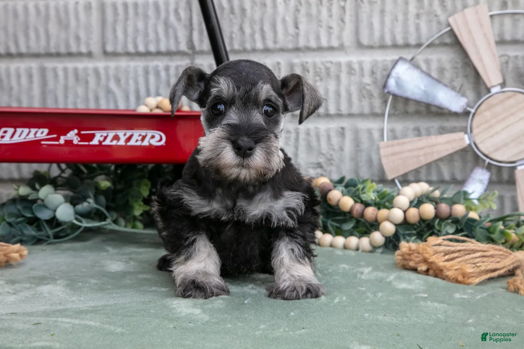 Miniature Schnauzer dogs for sale: Crystal - Ad 2