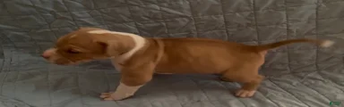 American Bully 9