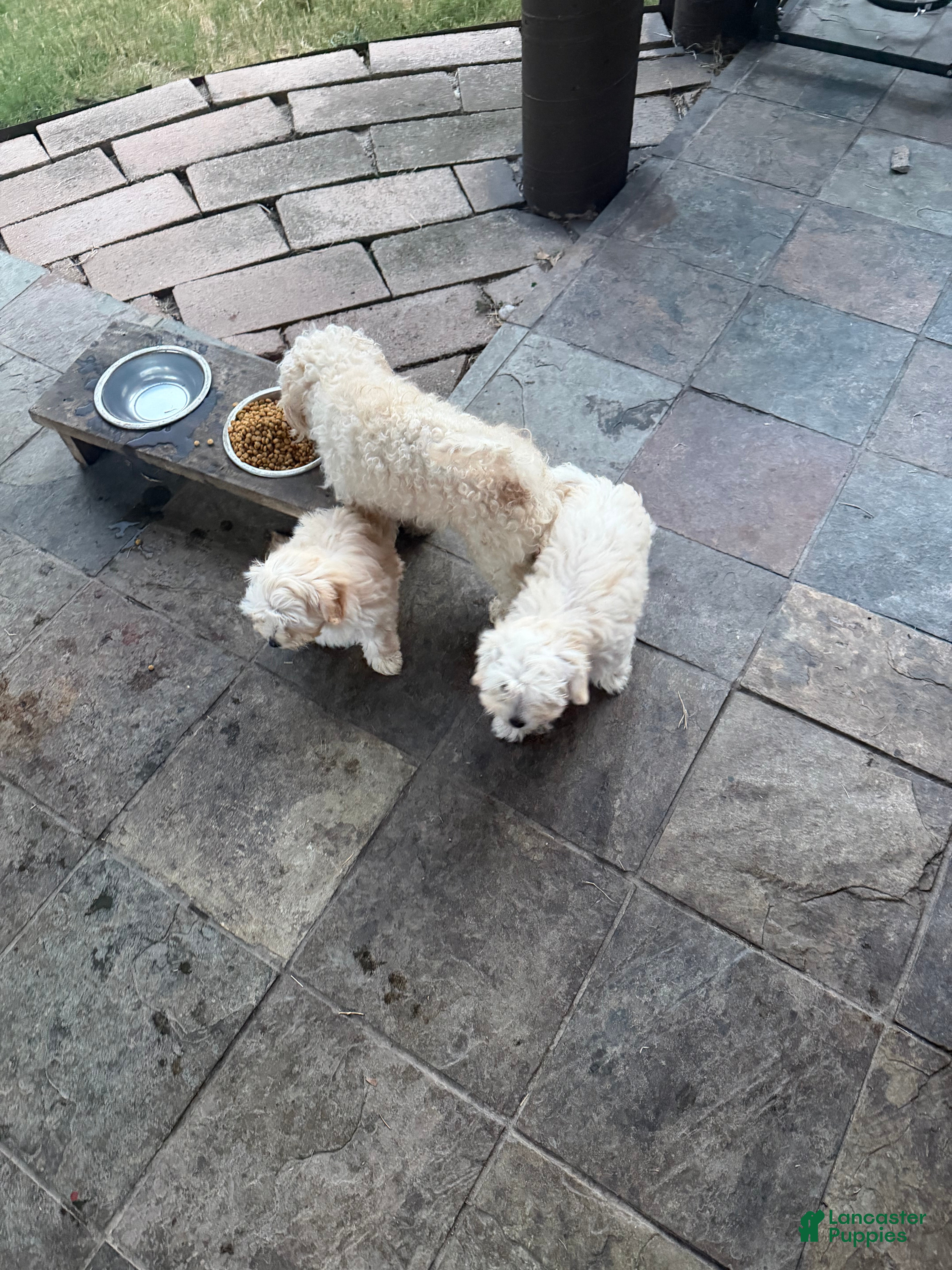 Mixed Breed dogs Mixed Breed 2 - Ad 1