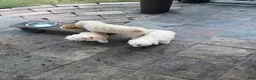 Mixed Breed dogs for sale: Mixed Breed 2 - Ad 1