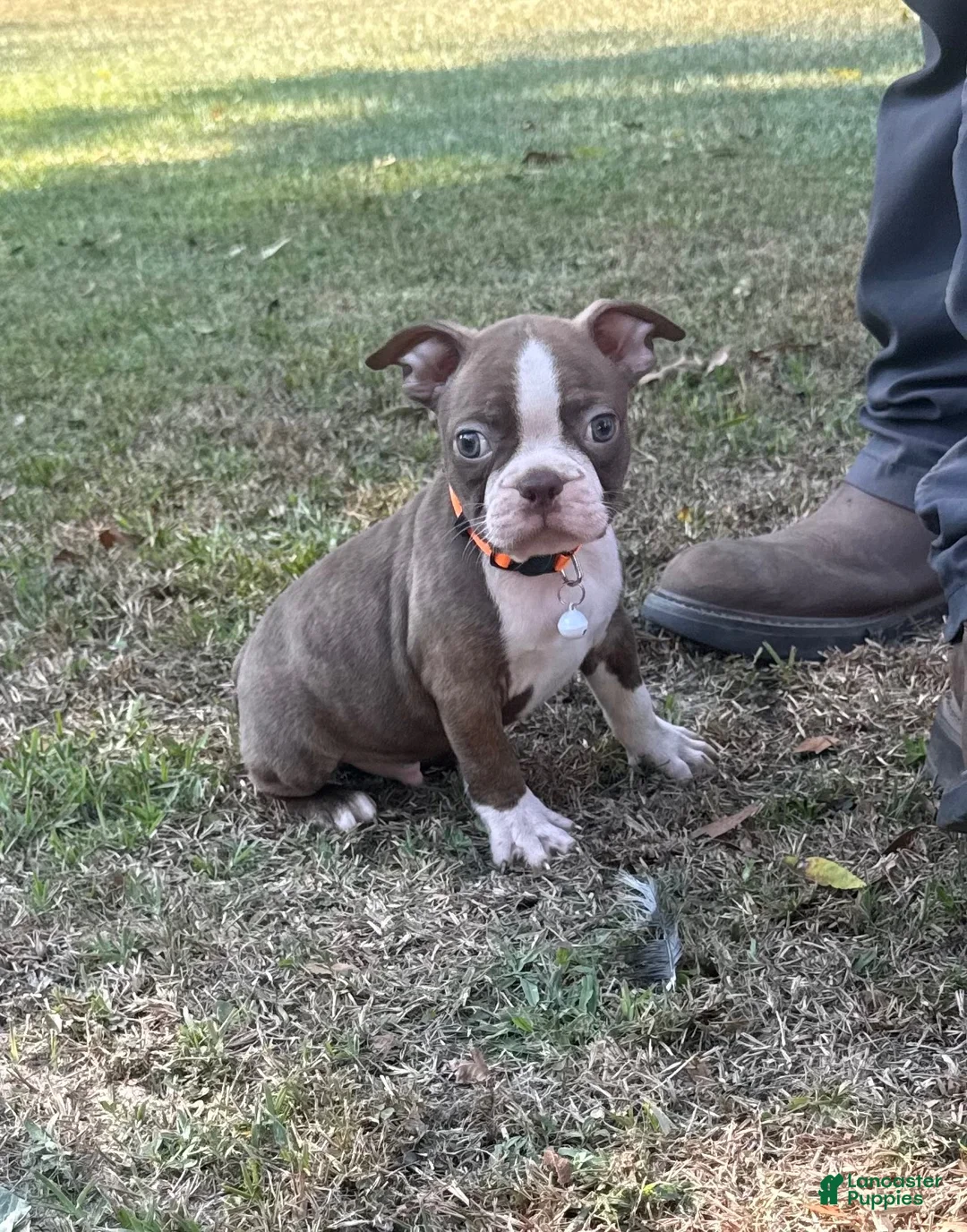Boston Terrier dogs for sale: Rusty - Ad 1