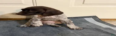 German Shorthaired Pointer 3