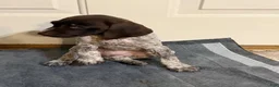 German Shorthaired Pointer dogs for sale: German Shorthaired Pointer 3 - Ad 1