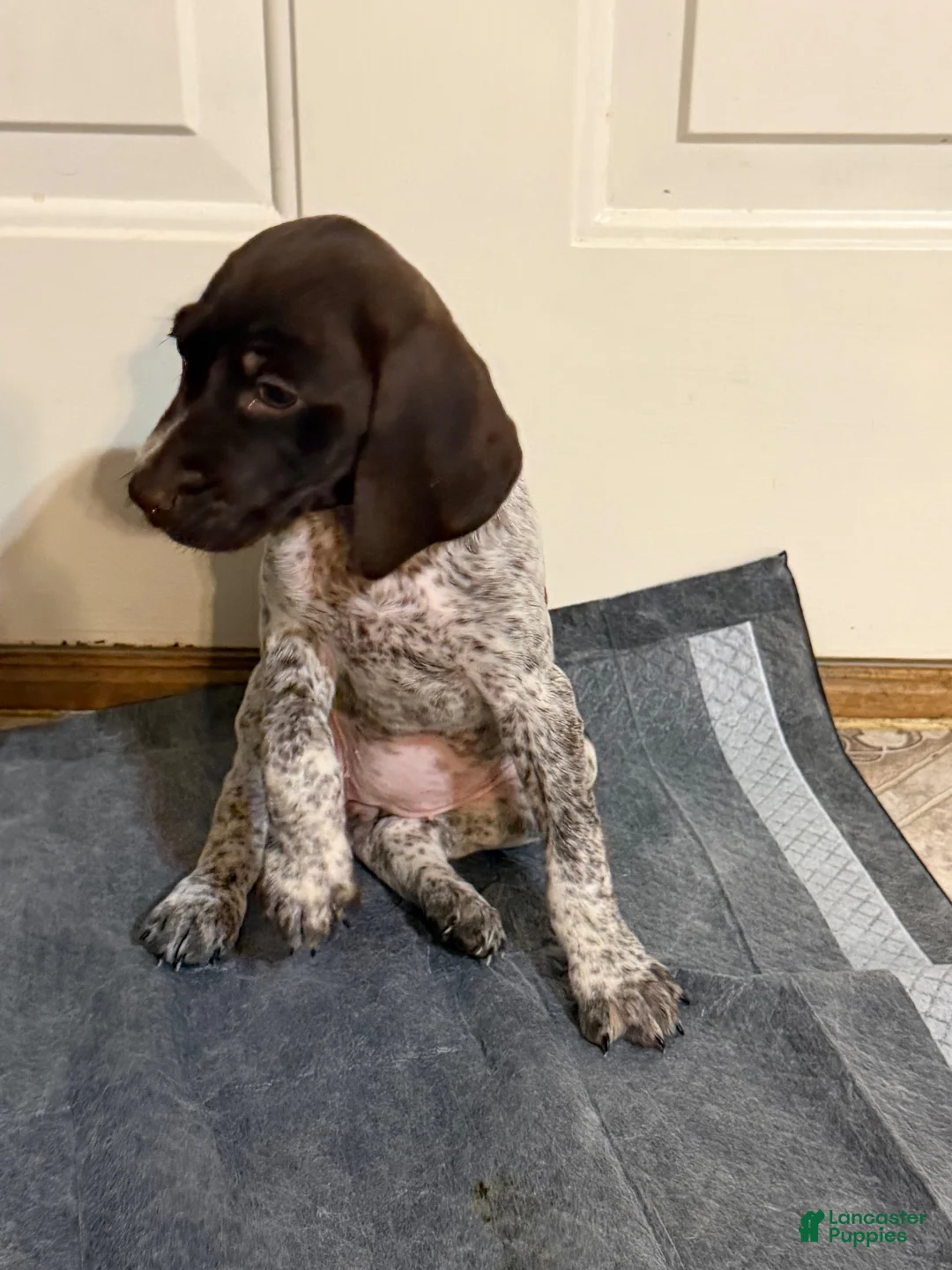 German Shorthaired Pointer dogs for sale: German Shorthaired Pointer 3 - Ad 1