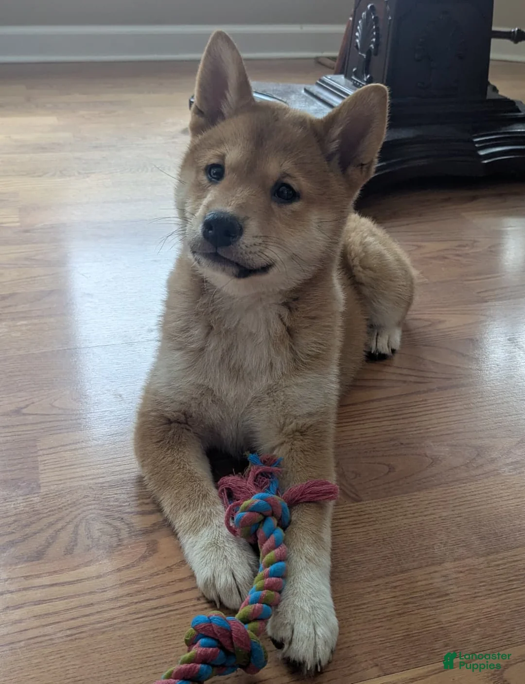 Shiba Inu dogs for sale: Tassy - Ad 3