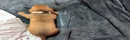 Dogue De Bordeaux dogs for sale: Dogue De Bordeaux Puppy 2 - Ad 4