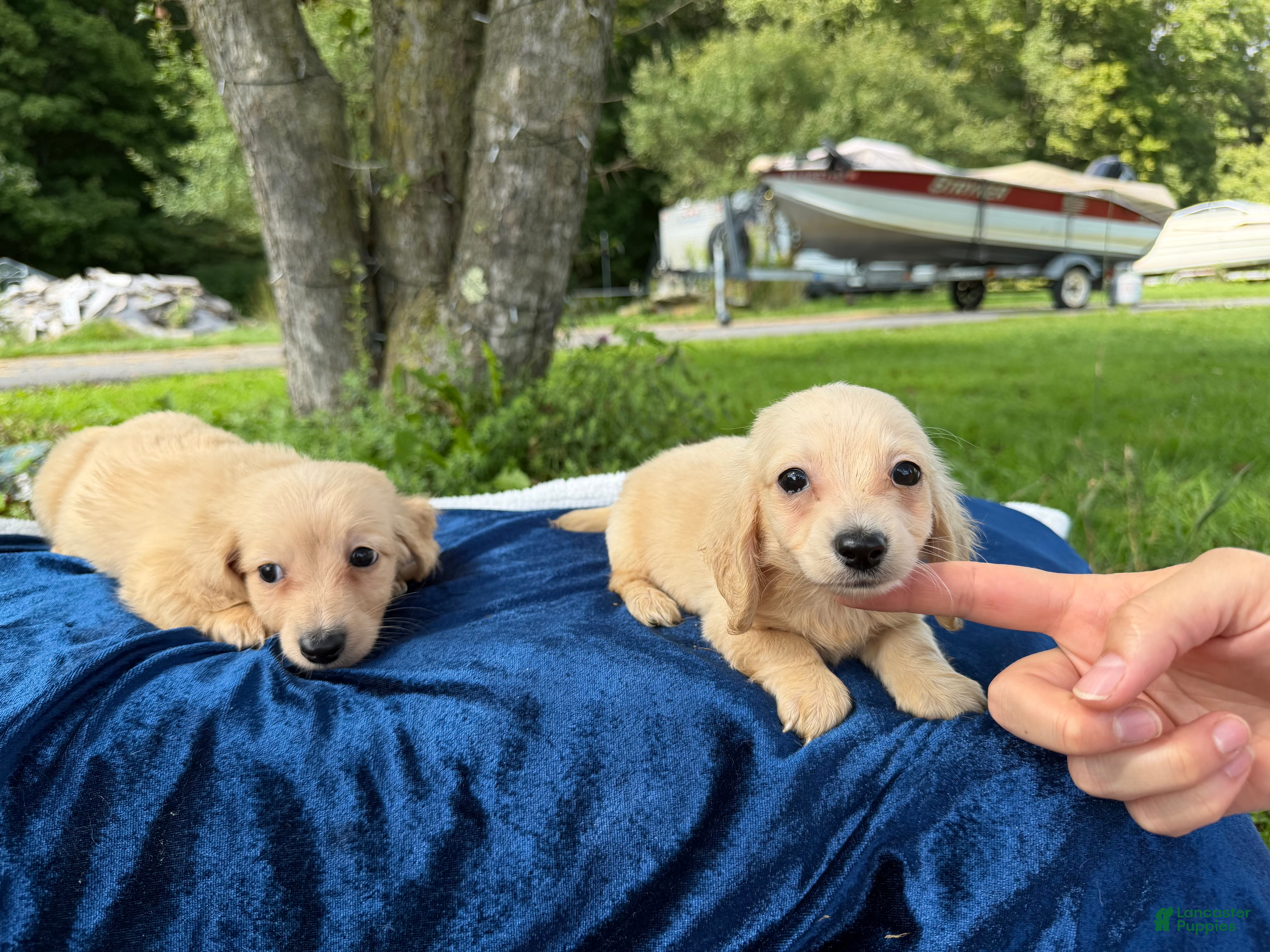 Miniature Dachshund dogs Cream boy - Ad 33