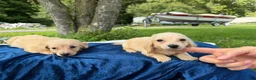 Miniature Dachshund dogs for sale: Cream boy - Ad 1