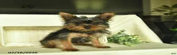 Yorkshire Terrier dogs for sale: Prince   - Ad 3