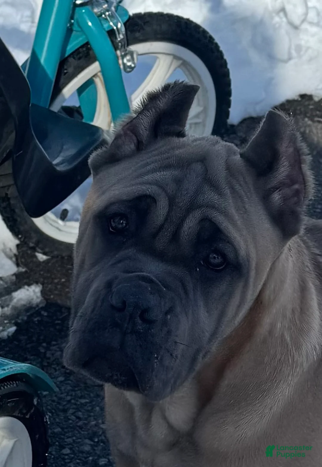 Cane Corso dogs for sale: Cane Corso Puppy 2 - Ad 6