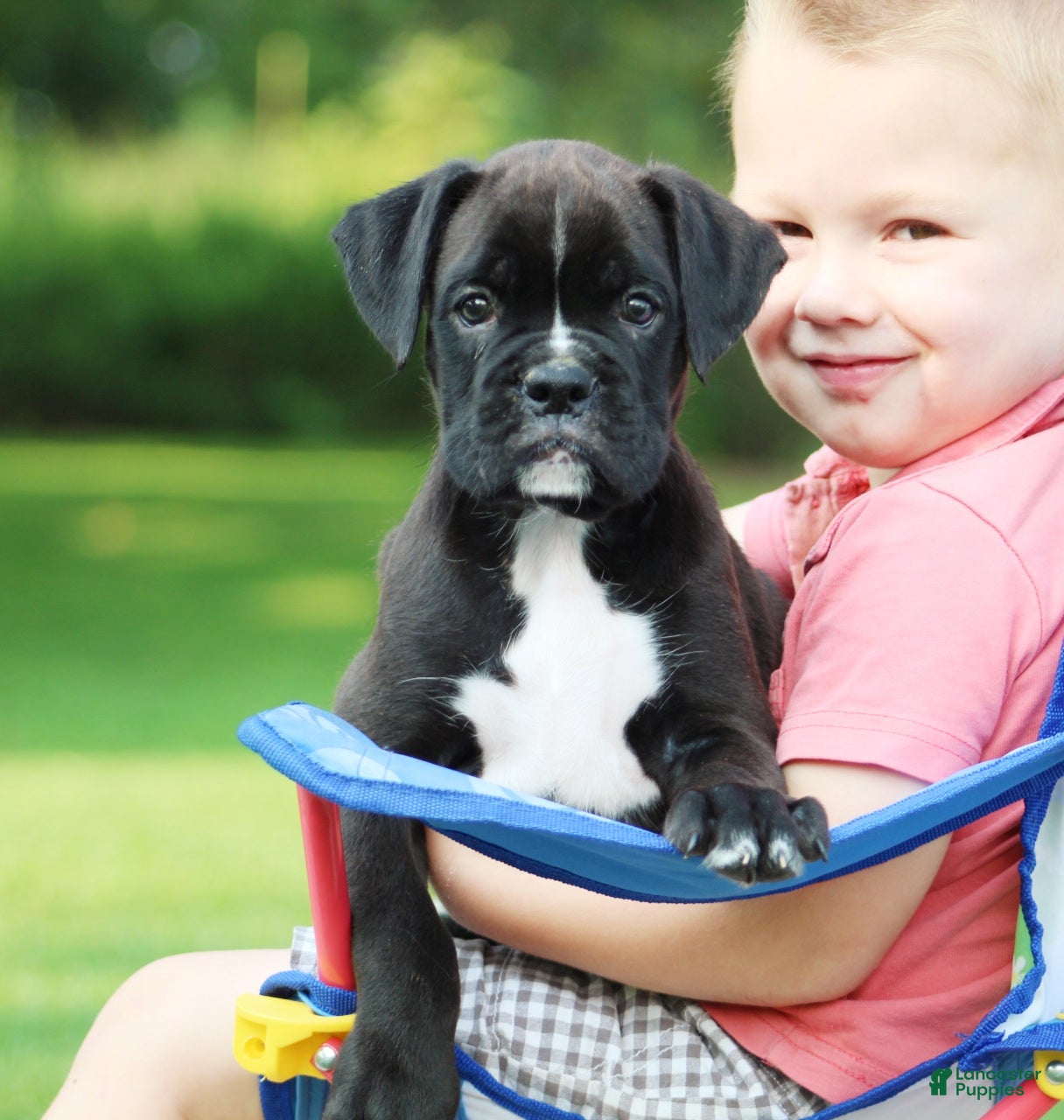 Boxer dogs Beauty  - Ad 1
