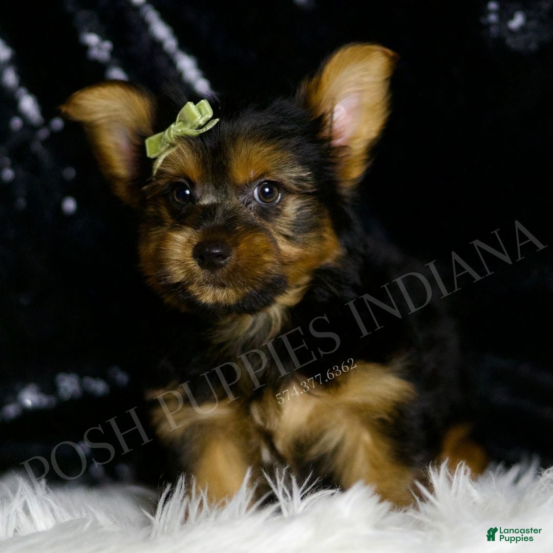 Yorkshire Terrier dogs for sale: Woody - Ad 2