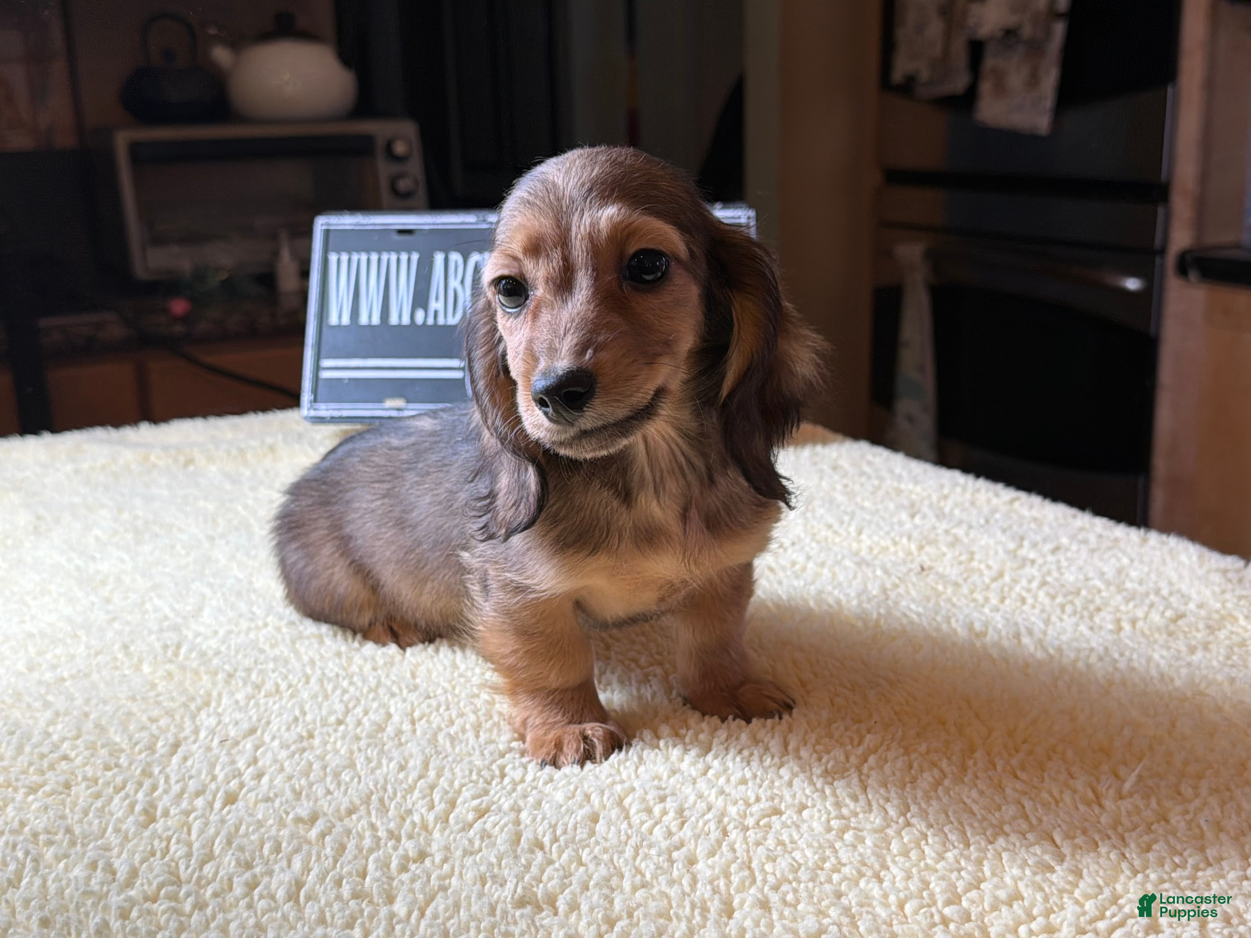 Miniature Dachshund dogs AKC Carrie’s ee import lines - Ad 15