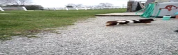 Cavalier King Charles Spaniel dogs for stud: Duke  - Ad 5