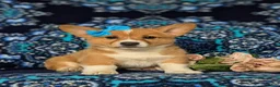 Welsh Corgi Pembroke dogs for sale: Matilda AKC Registered - Ad 3