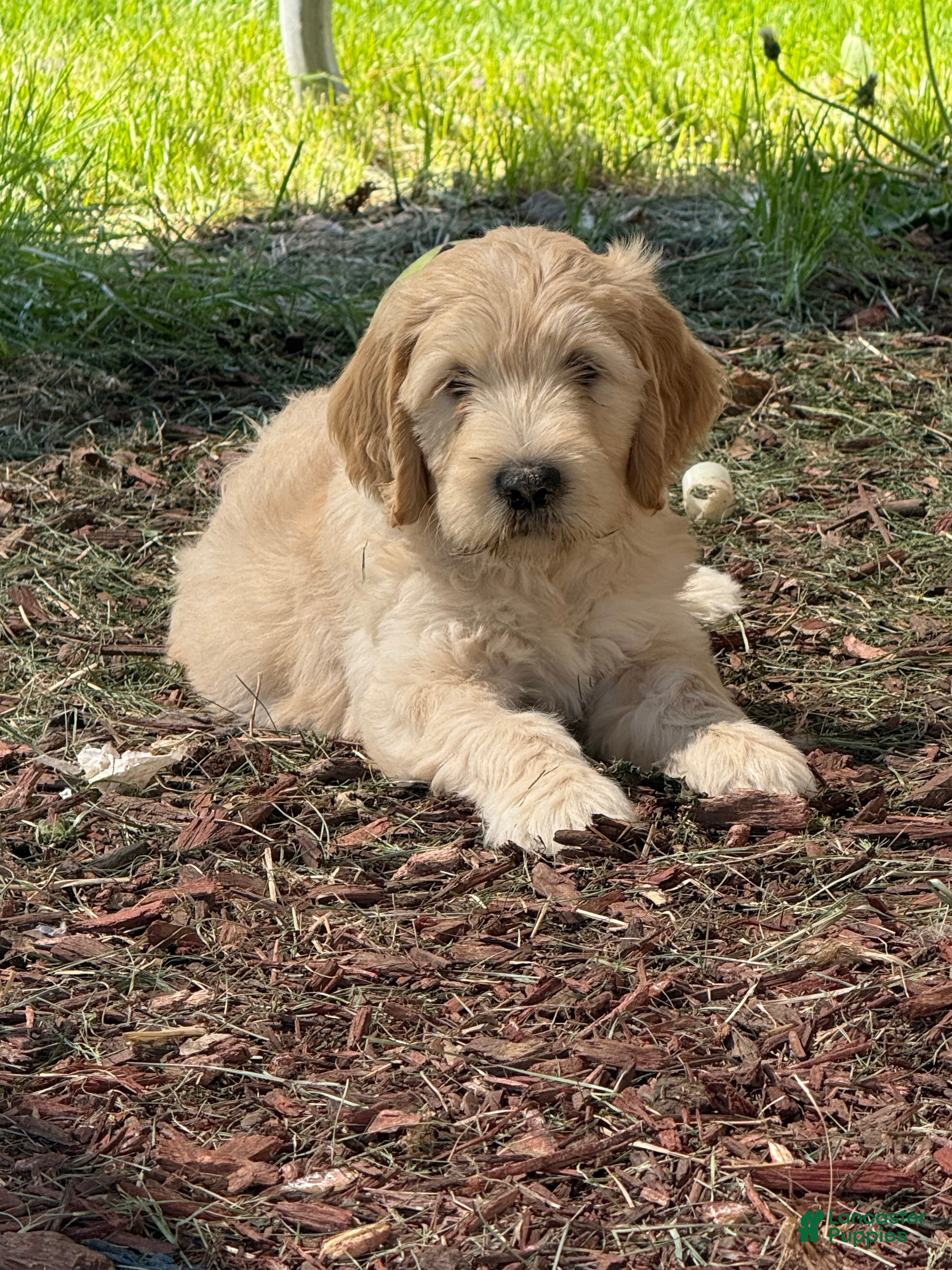 Goldendoodle dogs Goldendoodle Lime Green Puppy  - Ad 2