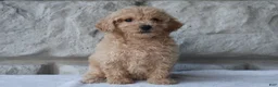 Bichpoo dogs for sale: Macy - Ad 4