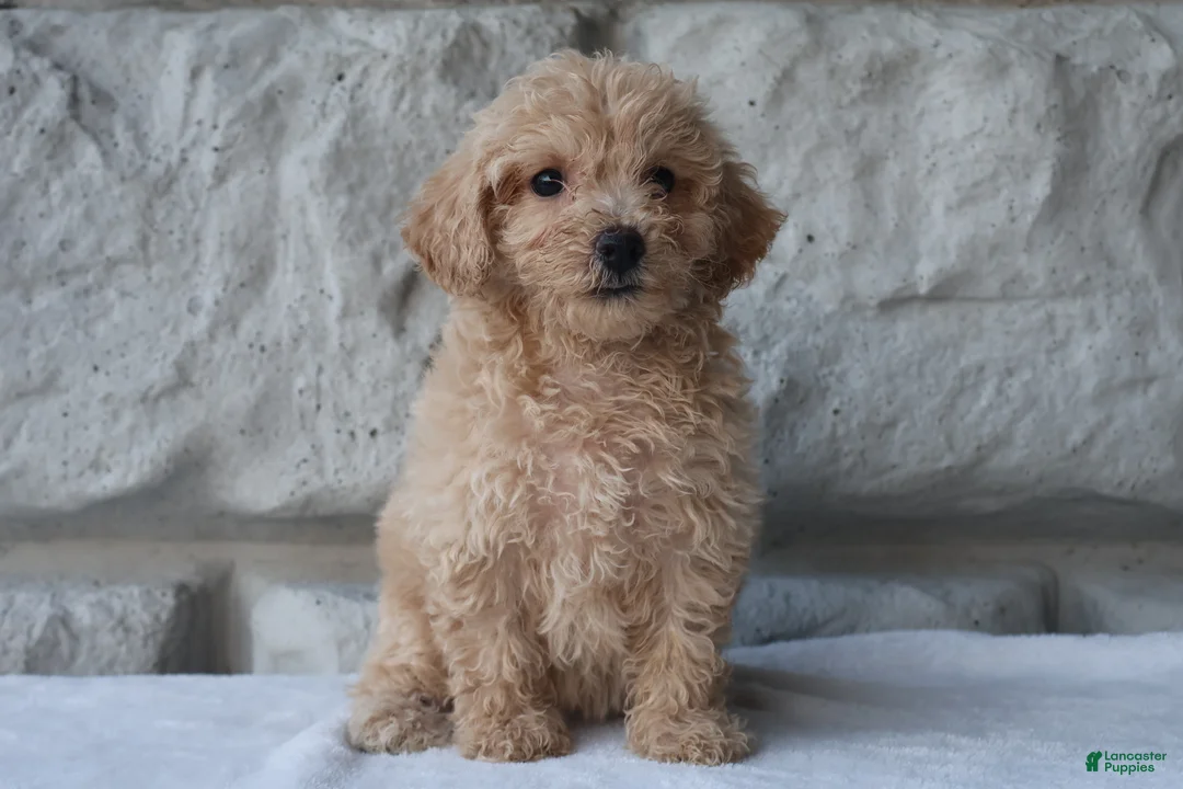 Bichpoo dogs for sale: Macy - Ad 4