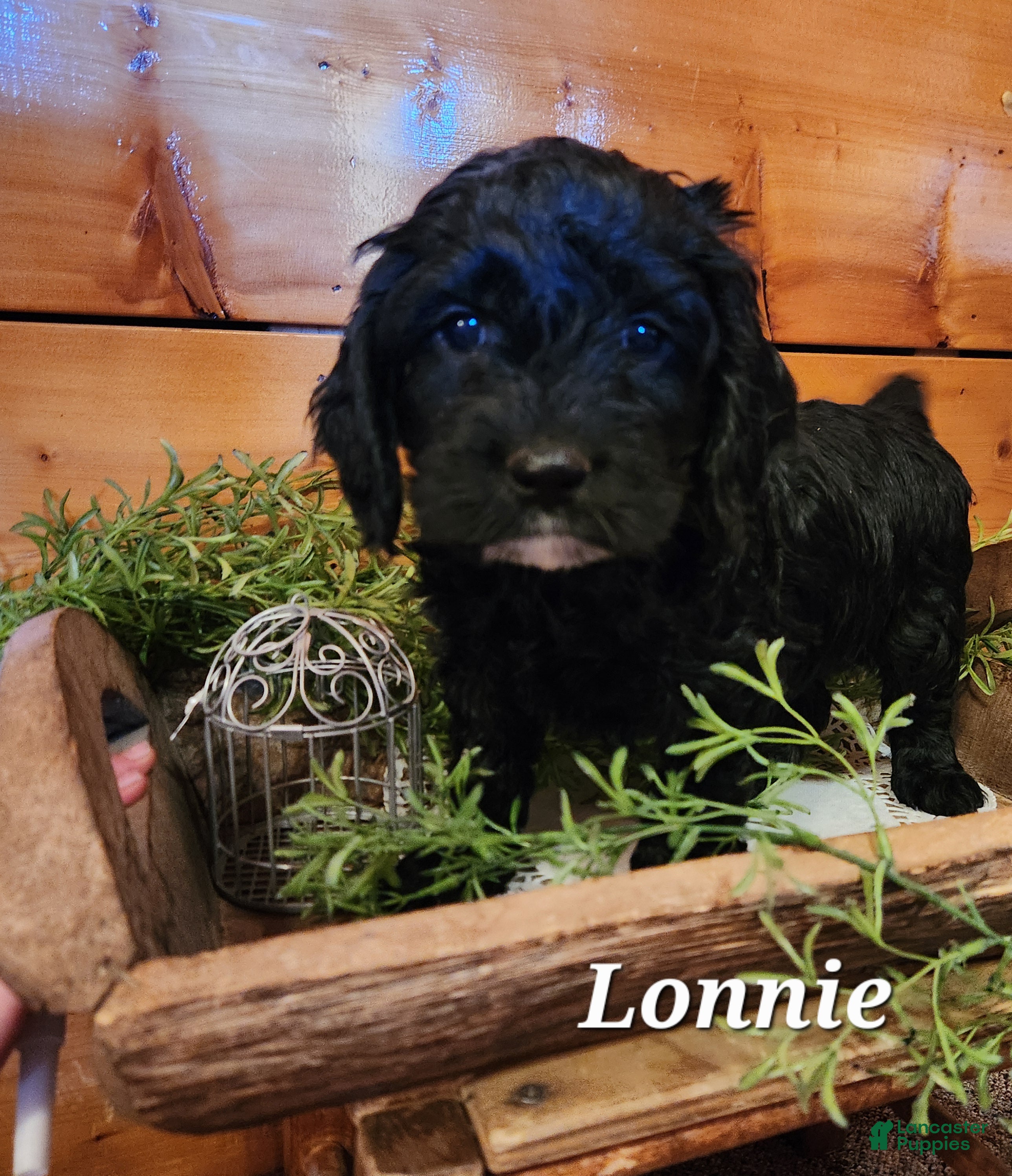 Mixed Breed dogs Lonnie - Ad 5