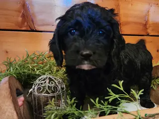 Mixed Breed dogs Lonnie - Ad 5