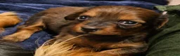 Miniature Dachshund dogs for sale: Miniature Dachshund 3 - Ad 4
