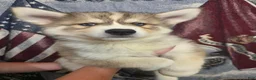 Siberian Husky dogs for sale: Black - Ad 4