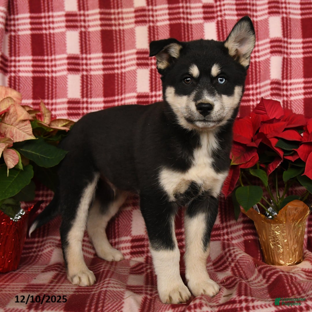 Pomsky dogs for sale: Glacier - Ad 2