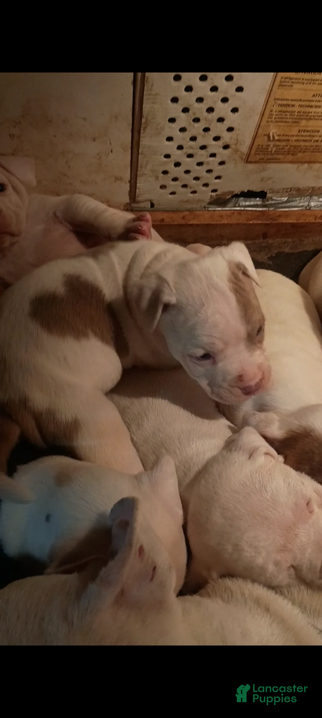 American Staffordshire Terrier dogs for sale: American Staffordshire Terrier Puppy 7 - Ad 2